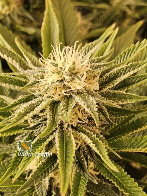 The Truffle of MSNL. Week 12