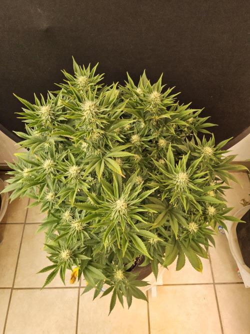 The Truffle of MSNL. Week 12