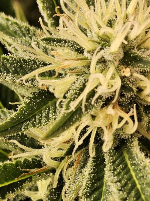 The Truffle of MSNL. Week 12