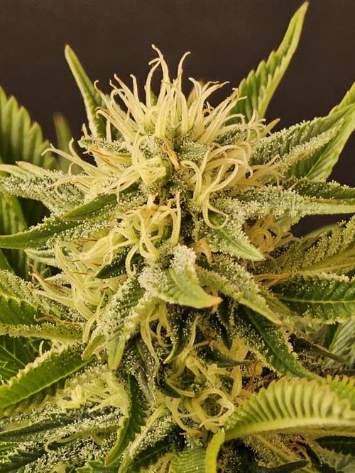 The Truffle of MSNL. Week 12