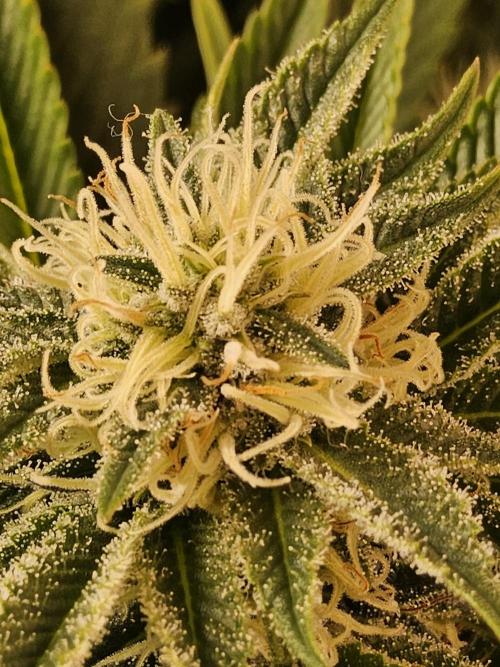 The Truffle of MSNL. Week 12