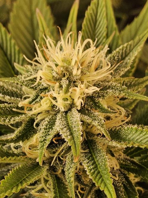 The Truffle of MSNL. Week 12