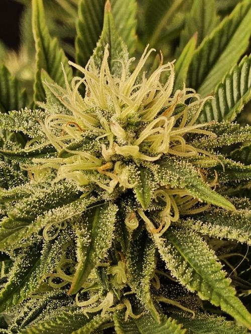 The Truffle of MSNL. Week 12