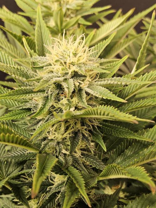 The Truffle of MSNL. Week 12