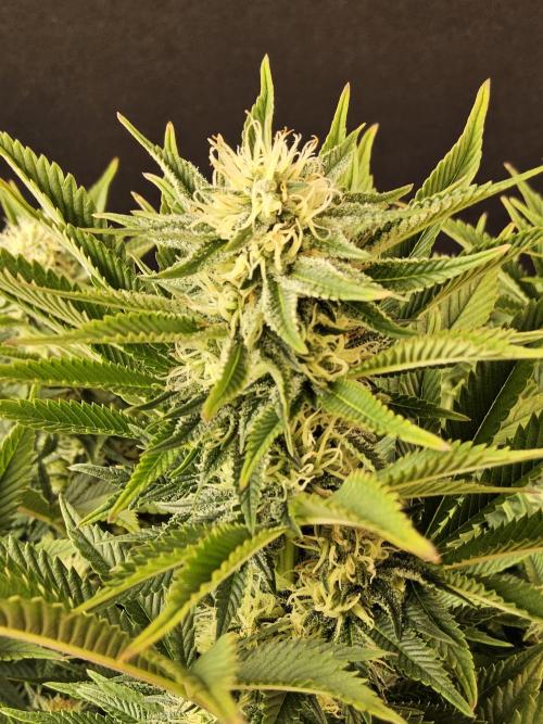 The Truffle of MSNL. Week 12