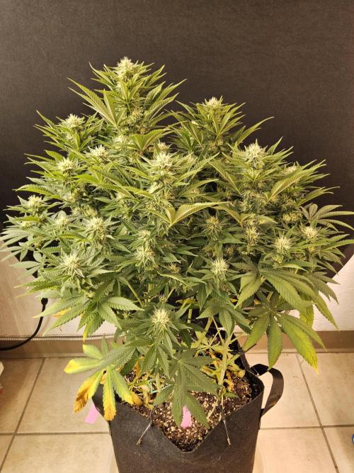 The Truffle of MSNL. Week 12