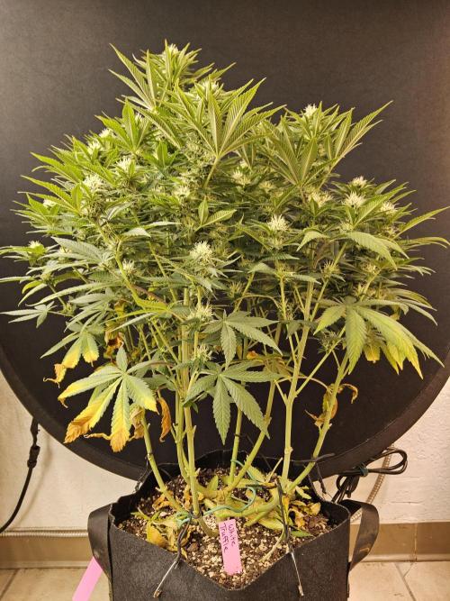 The Truffle of MSNL. Week 12