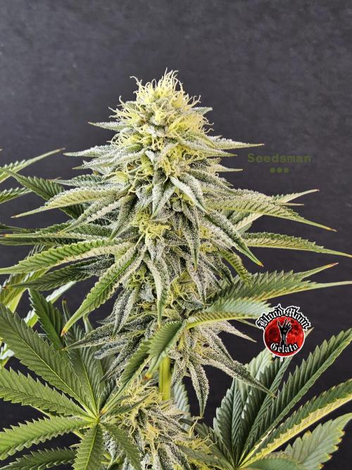 Seedsman Blood. Week 13
