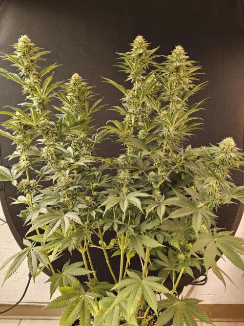 Seedsman Blood. Week 13