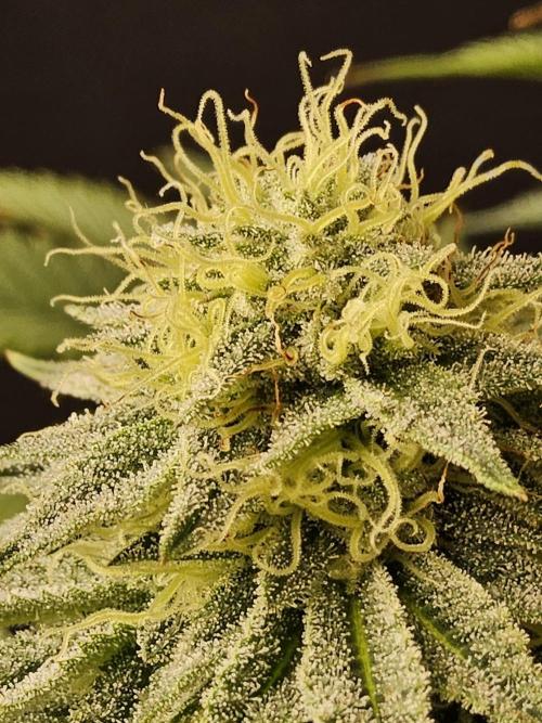 Seedsman Blood. Week 13