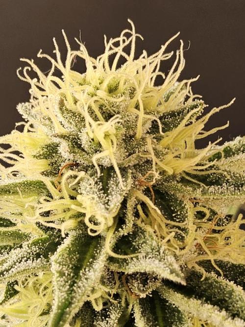 Seedsman Blood. Week 13