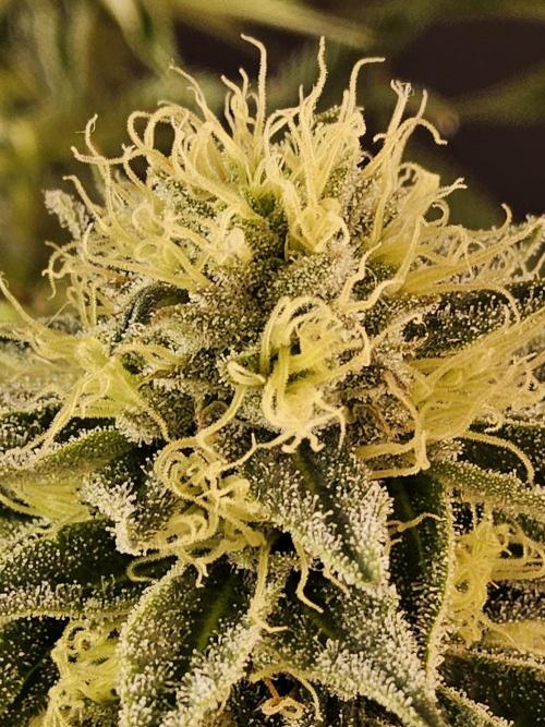 Seedsman Blood. Week 13