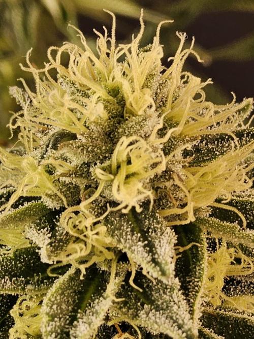 Seedsman Blood. Week 13