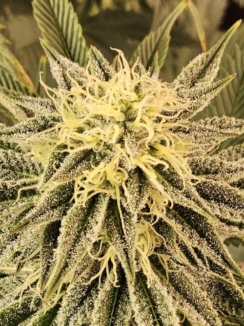 Seedsman Blood. Week 13