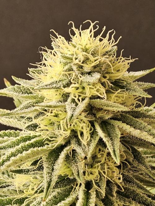 Seedsman Blood. Week 13