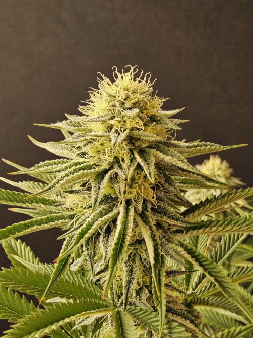 Seedsman Blood. Week 13