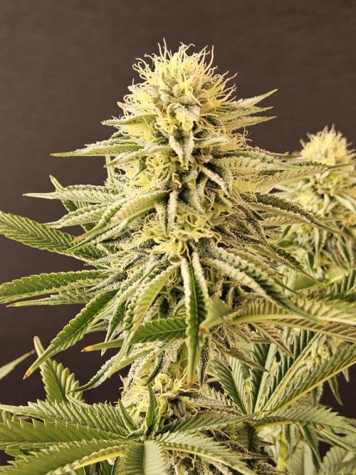 Seedsman Blood. Week 13