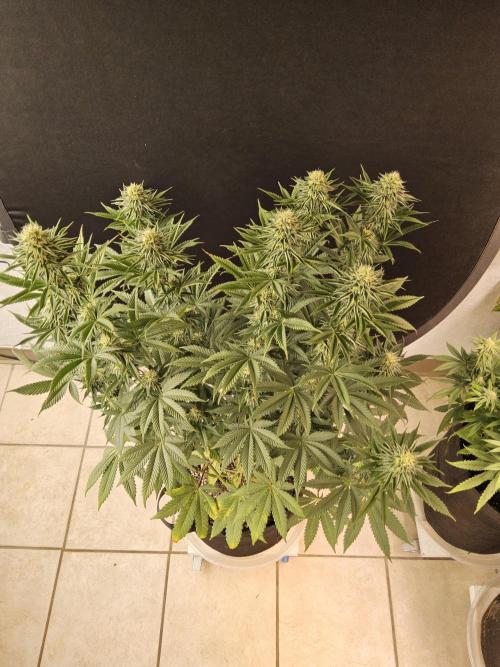 Seedsman Blood. Week 13