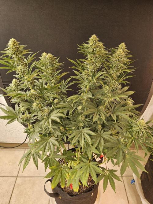 Seedsman Blood. Week 13