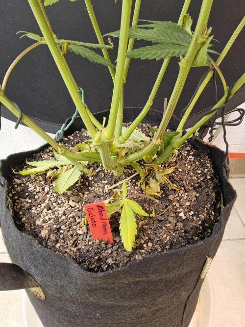 Seedsman Blood. Week 13