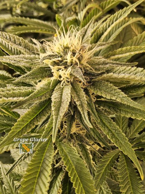 Grape Glacier. Week 12
