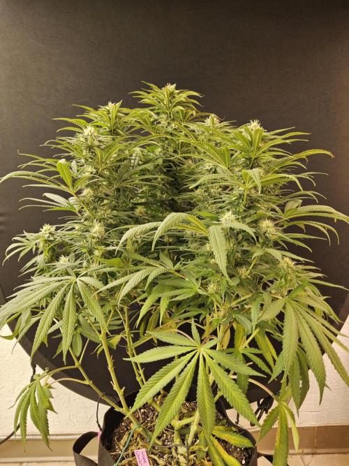 Grape Glacier. Week 12