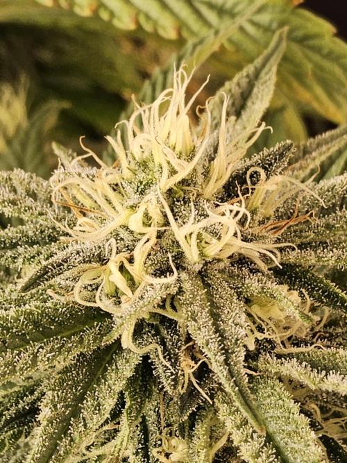 Grape Glacier. Week 12