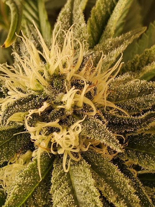 Grape Glacier. Week 12