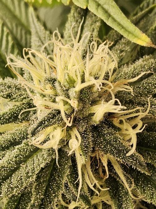 Grape Glacier. Week 12