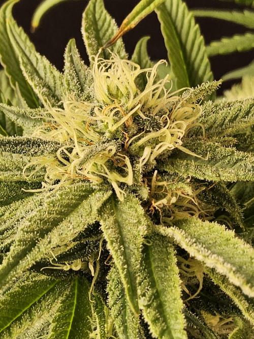 Grape Glacier. Week 12