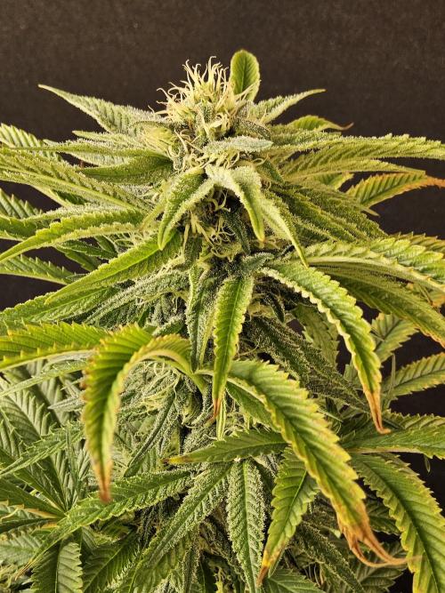 Grape Glacier. Week 12