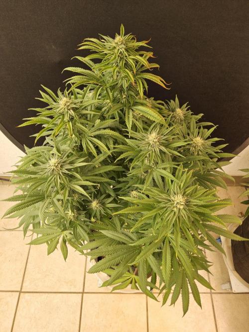 Grape Glacier. Week 12
