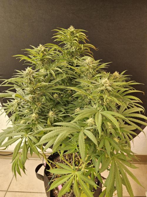 Grape Glacier. Week 12