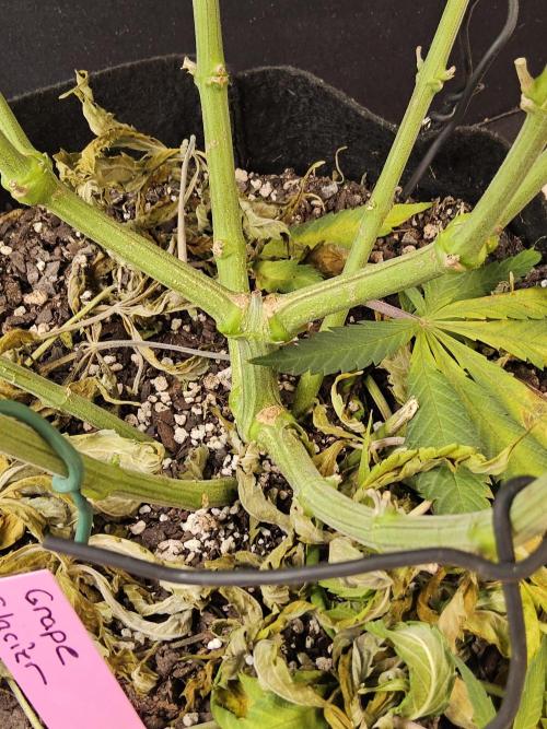 Grape Glacier. Week 12