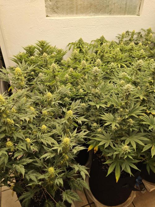 Grape Glacier. Week 12