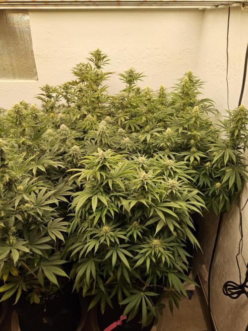 Grape Glacier. Week 12