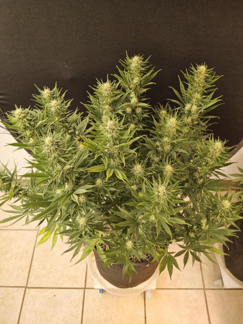Mafia Devil. Week 13
