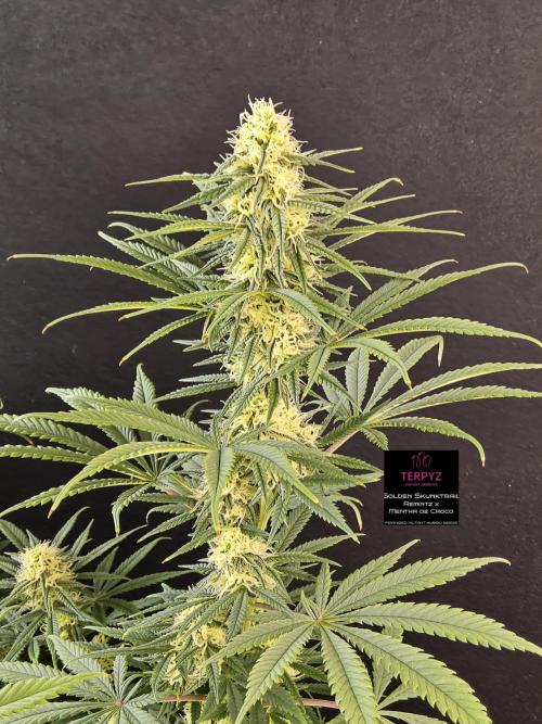 Freaky Skunk. Week 13