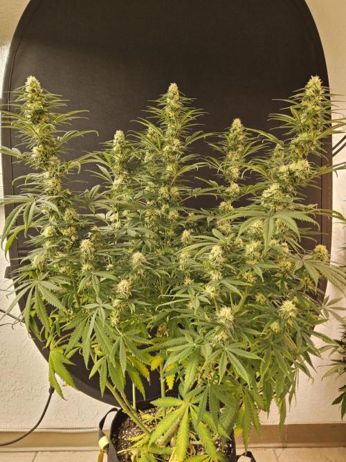 Freaky Skunk. Week 13