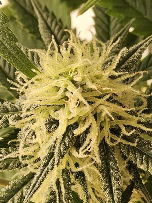 Freaky Skunk. Week 13