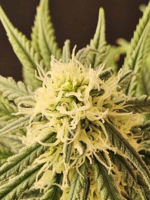 Freaky Skunk. Week 13