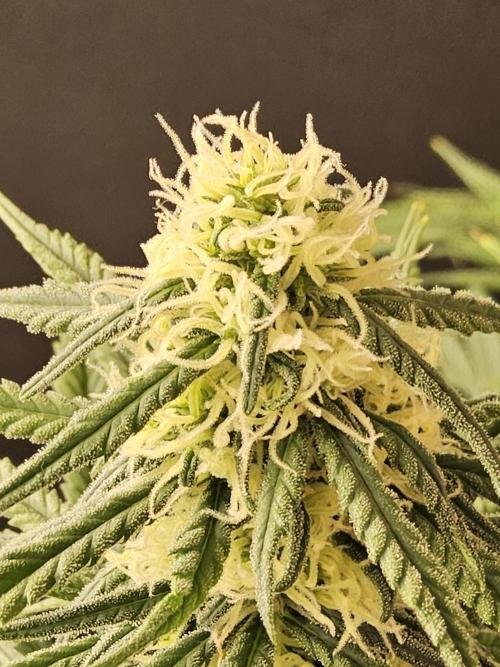 Freaky Skunk. Week 13