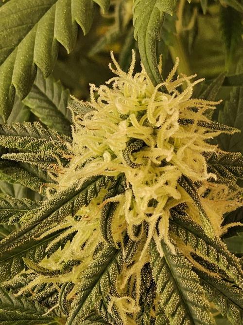Freaky Skunk. Week 13