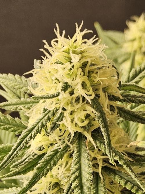 Freaky Skunk. Week 13