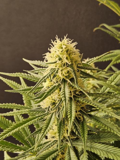 Freaky Skunk. Week 13