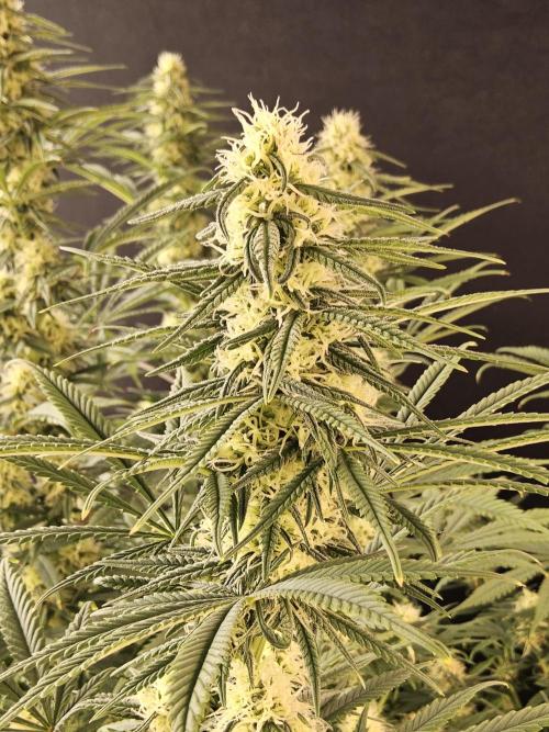 Freaky Skunk. Week 13