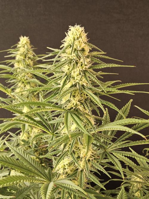 Freaky Skunk. Week 13