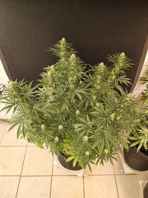 Freaky Skunk. Week 13