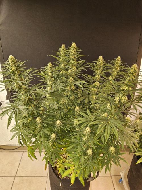 Freaky Skunk. Week 13
