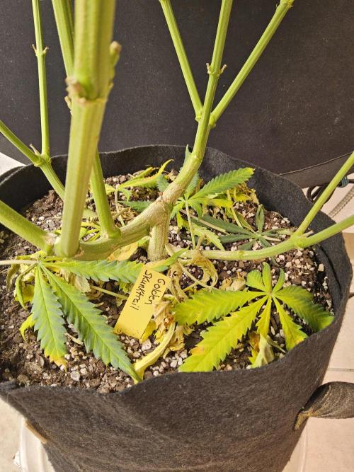 Freaky Skunk. Week 13